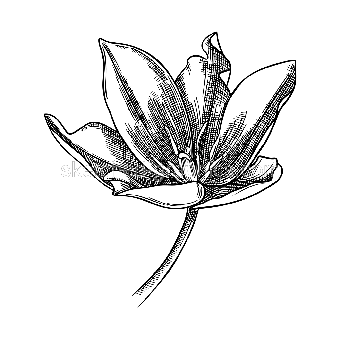 Elegant tulip illustration. Botanical drawing of summer flowers. Hand-drawn garden tulip bud. Engraved style floral drawing on white background. Hand-sketched flower for wedding or brand design Illustration